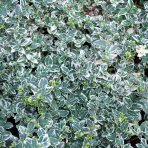 Bršlen Fortuneov (Euonymus fortunei) ´SILVER QUEEN´ - výška 10-15 cm, kont. C2L